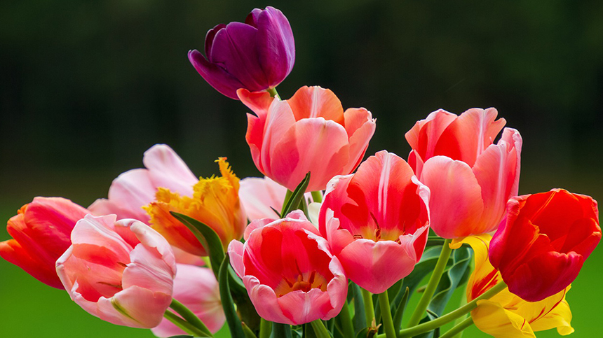 新手怎么养花，有哪些养花小技巧