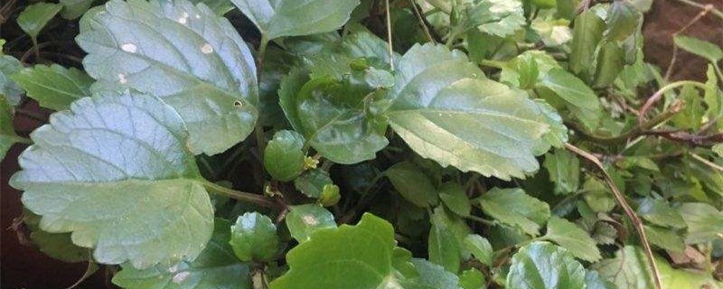 如意蔓有哪些好处，如意蔓种植和播种的方法有哪些