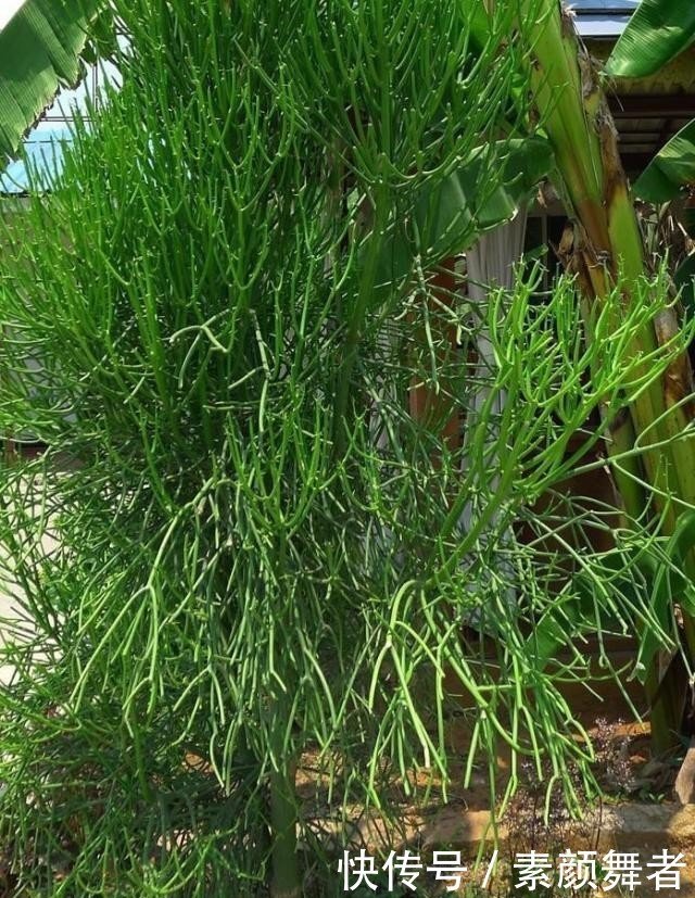 光棍树别称绿玉树、青珊瑚、白蚁树、石油树、龙骨树、神仙棒- 快资讯