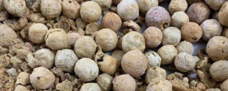 什么季节适合栽培半夏，半夏种植和播种的方法有哪些