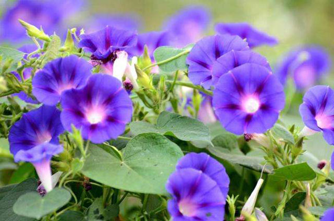 什么季节适合栽培喇叭花，喇叭花种植和播种的方法有哪些