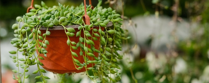 情人的眼泪bet365365体育
怎么养- 花百科