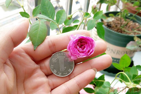 种植迷你月季的方法有哪些