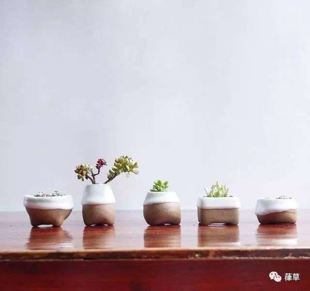 什么季节适合栽培小盆栽，小盆栽种植和播种的方法有哪些