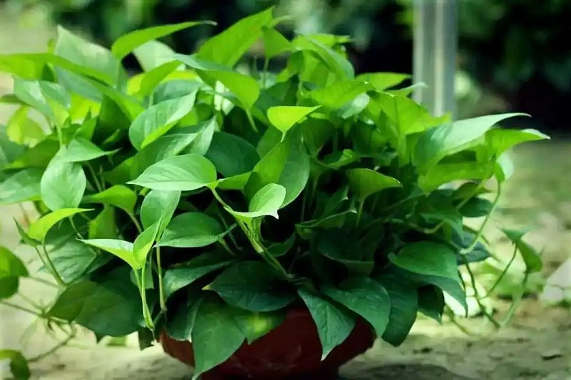 绿萝的品种有哪些,黄金葛和花叶绿萝有什么不同