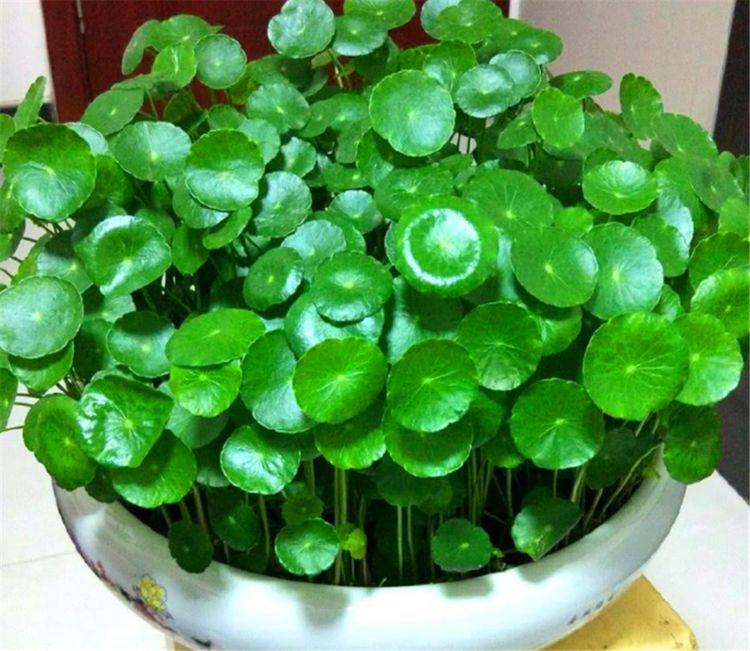 在家里怎么摆放铜钱草，铜钱草是什么