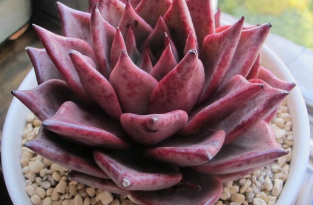 血罗是什么，血罗与罗密欧有什么区别