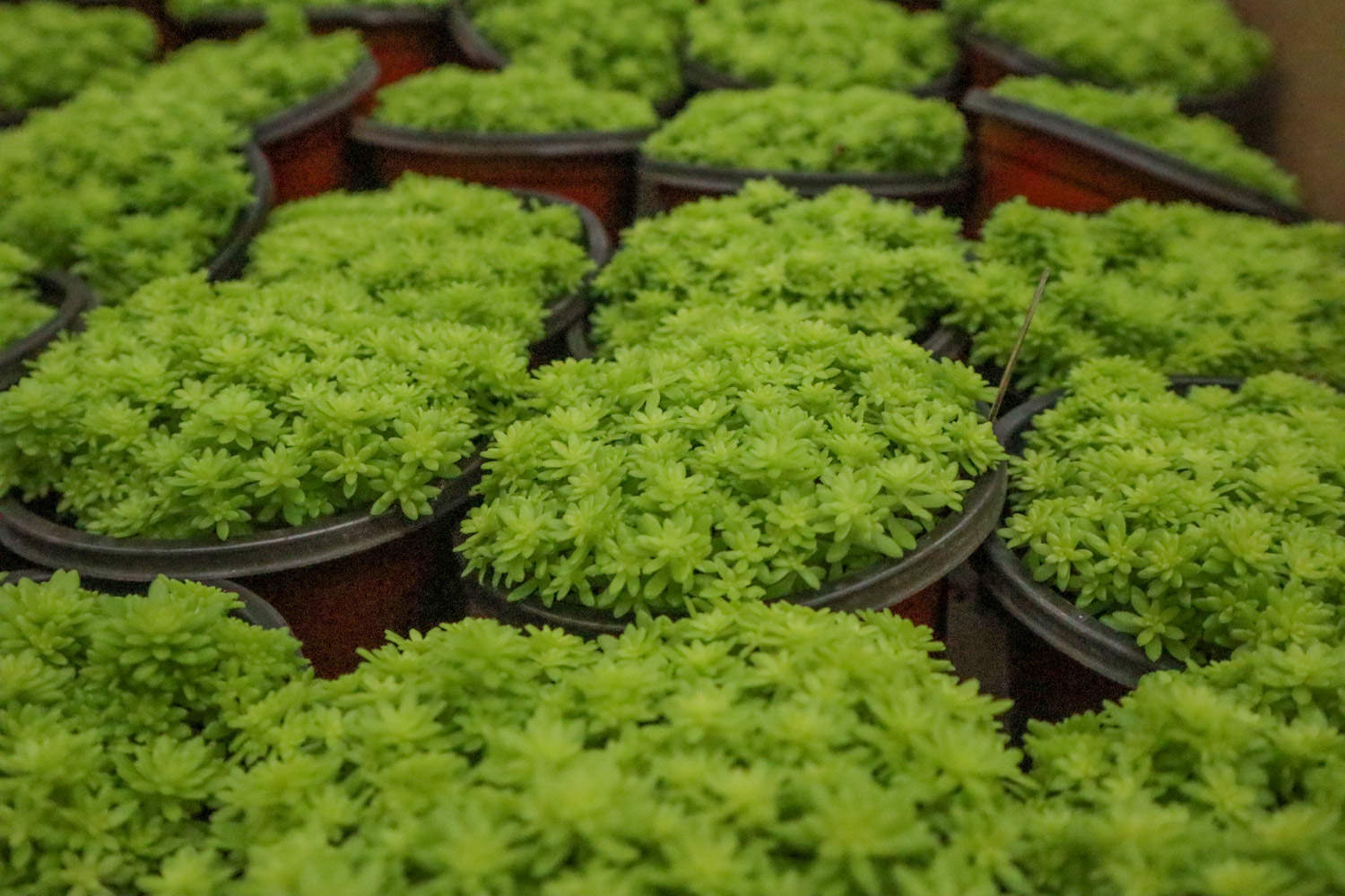 怎么养护黄金万年草，黄金万年草的养护方法有哪些