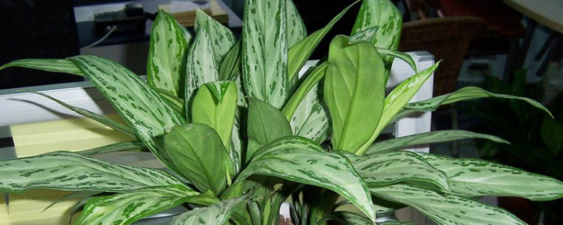 银皇后有哪些作用，能净化空气吗