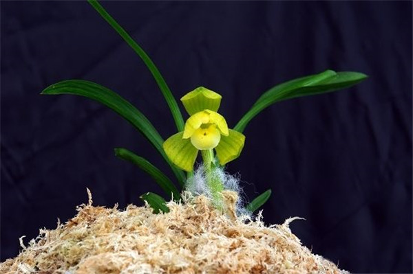 天逸荷是什么花，有哪些特点