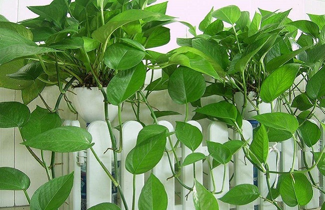 绿萝怎么养，水培和土培有哪些不同