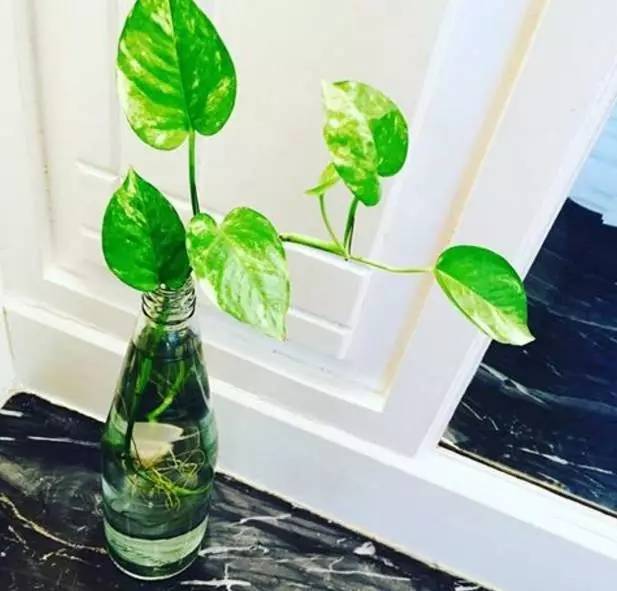 种植绿萝注意的事项有哪些