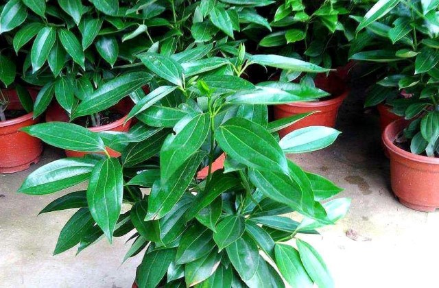 什么季节适合栽培平安树，平安树种植和播种的方法有哪些