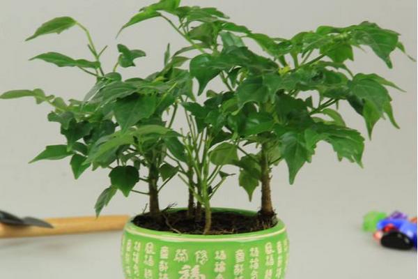 平安树怎么养才能茂盛成长