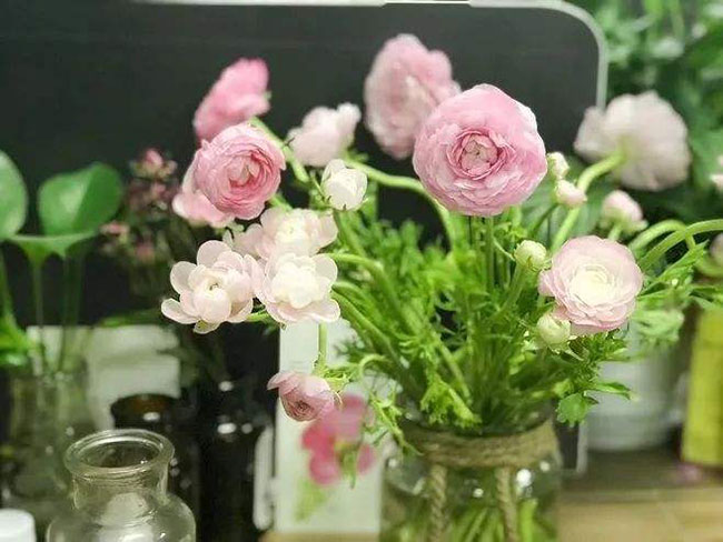 洋牡丹花期是哪个季节，洋牡丹养殖方法有哪些