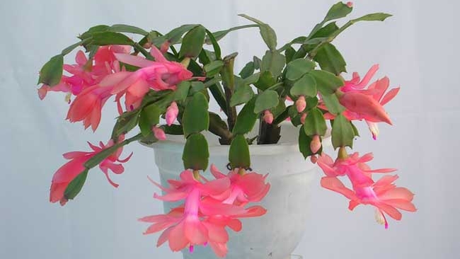 蟹爪兰的花期有多久