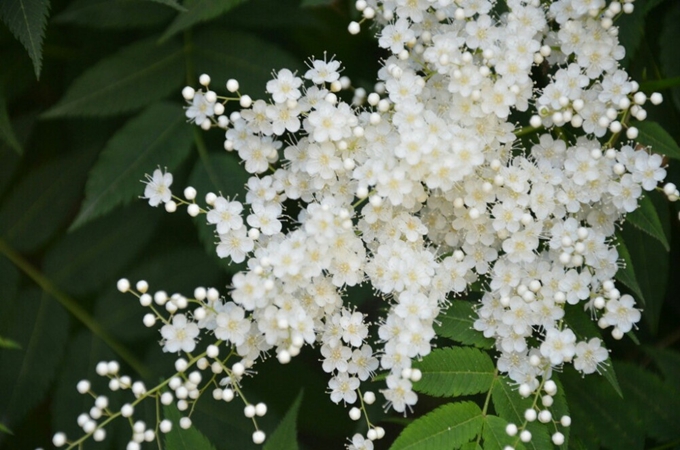 珍珠梅有哪些寓意