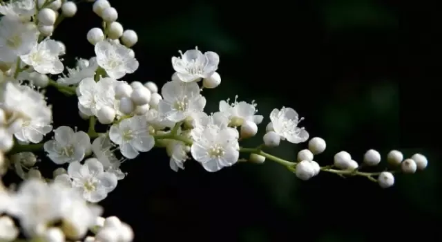 珍珠梅叶子发黄了怎么办