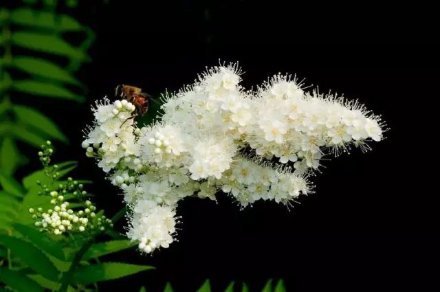 珍珠梅的鉴赏与养护管理- 知乎