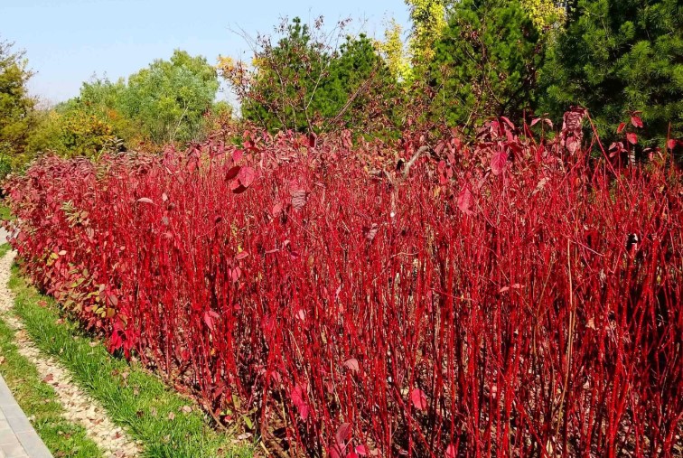 红瑞木是什么木材，有哪些作用