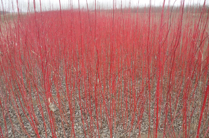 红瑞木的叶子是常绿的吗?