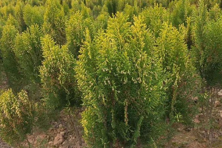 种植洒金柏影响家里风水吗