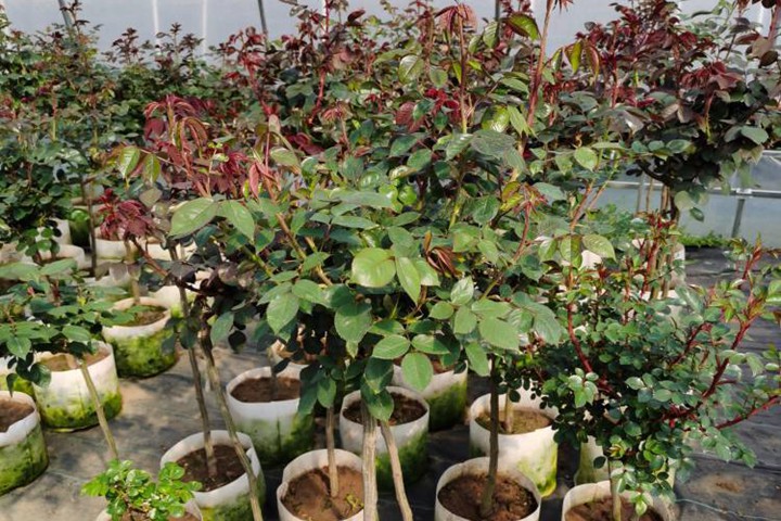 冬季怎么修剪独杆月季，有哪些修剪技巧