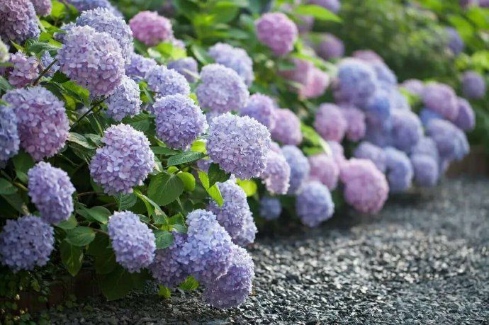 无尽夏花期有哪些影响因素