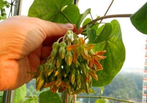 养殖夜来香花要注意什么