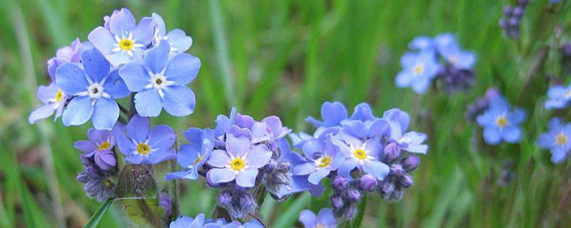 勿忘我的生长习性是什么？勿忘我如何种植？
