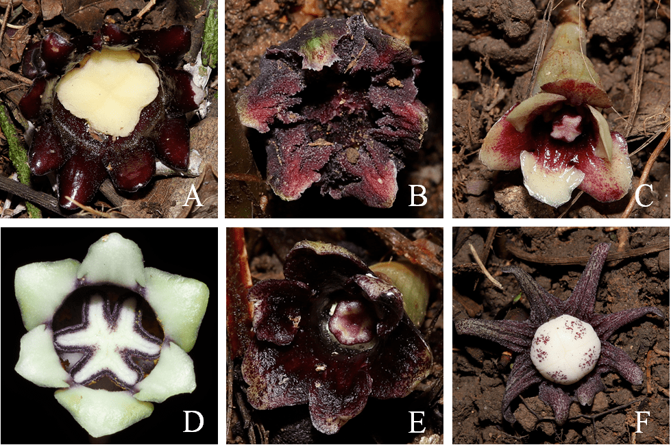 蜘蛛抱蛋怎么养，有哪些种植方法