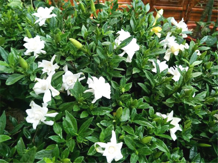 栀子花怎么施肥，施肥有哪些注意事项