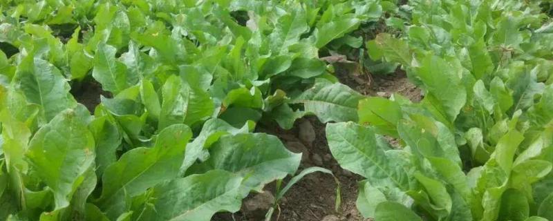 菜心的种植方法有哪些，菜心施肥技术介绍