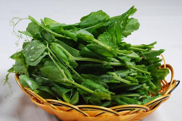豌豆尖采收时间是什么时候