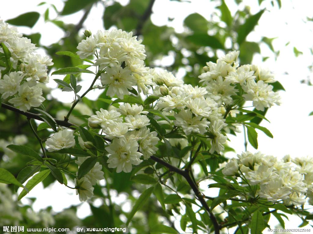 木香怎么选地，繁殖方法有哪些