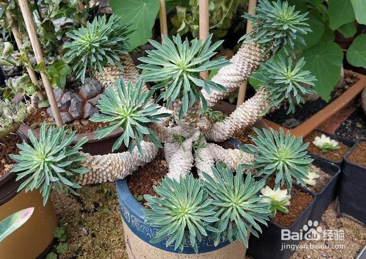 铁甲麒麟有哪些养殖方法