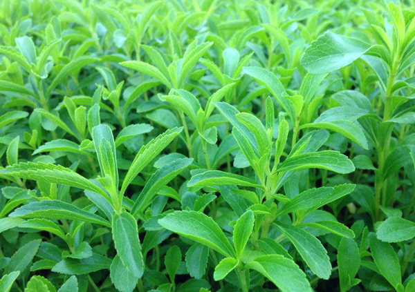 甜叶菊种植技术有哪些