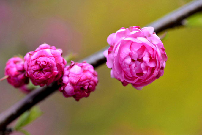 榆叶梅冬季耐寒吗