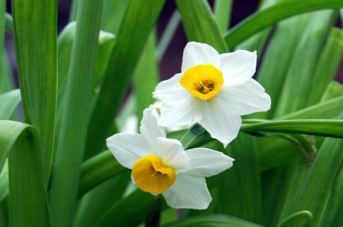 欧月月季花的品种有哪些,有哪些妩媚的月季