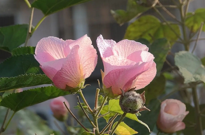 木芙蓉和芙蓉花不同之处在哪里，两者之间有i什么故事