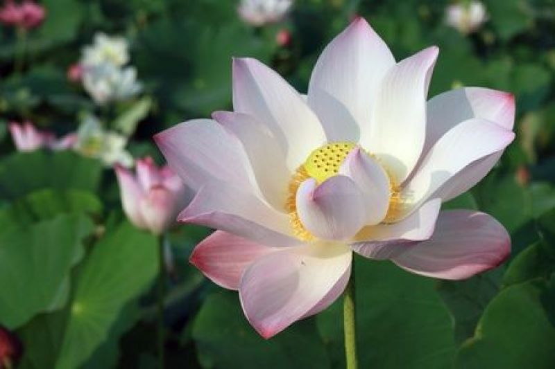 荷花种植技术有哪些