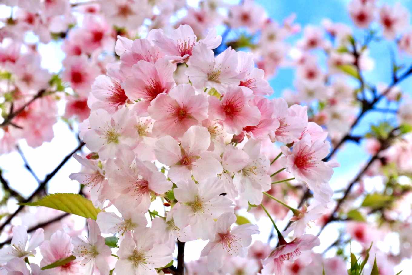 樱花的产地在哪里