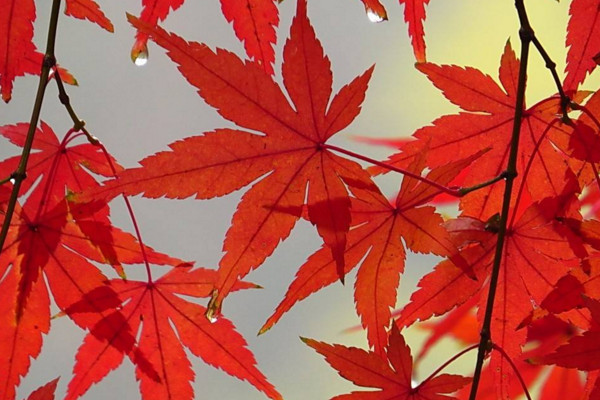 红枫树种植方法有哪些