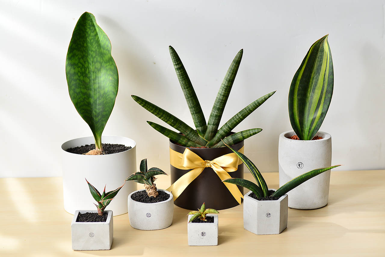 虎尾兰的繁殖方法有哪些