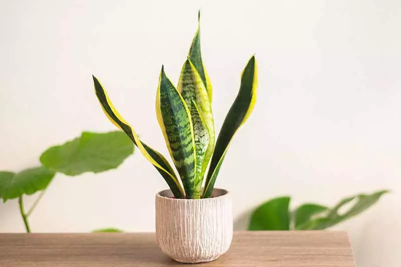 北方适合种植什么植物