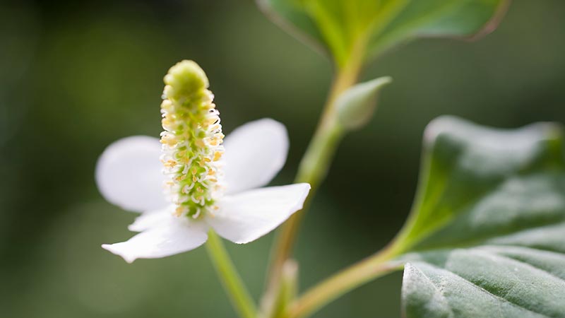 鱼腥草消水肿| 优1周- UWeekly