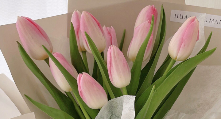 郁金香的种植方法有哪些