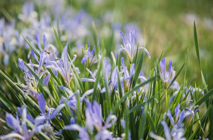 马蔺的传说故事你知道吗,有哪些花语和寓意