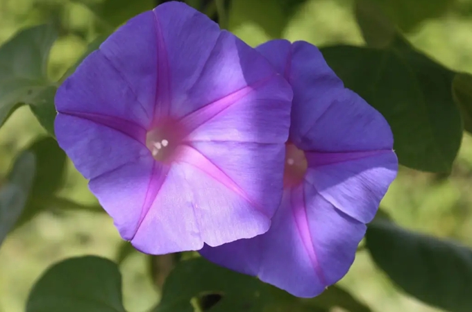 牵牛花的花语是什么,在不同国家的含义有哪些