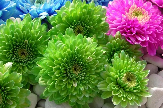 翠菊是怎么由来的，翠菊有什么寓意